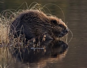 beaver_pho34.jpg