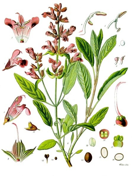 salvia_officinalis2.jpg