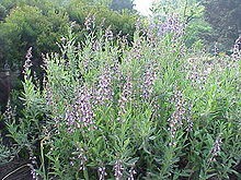 salvia_officinalis1.jpg