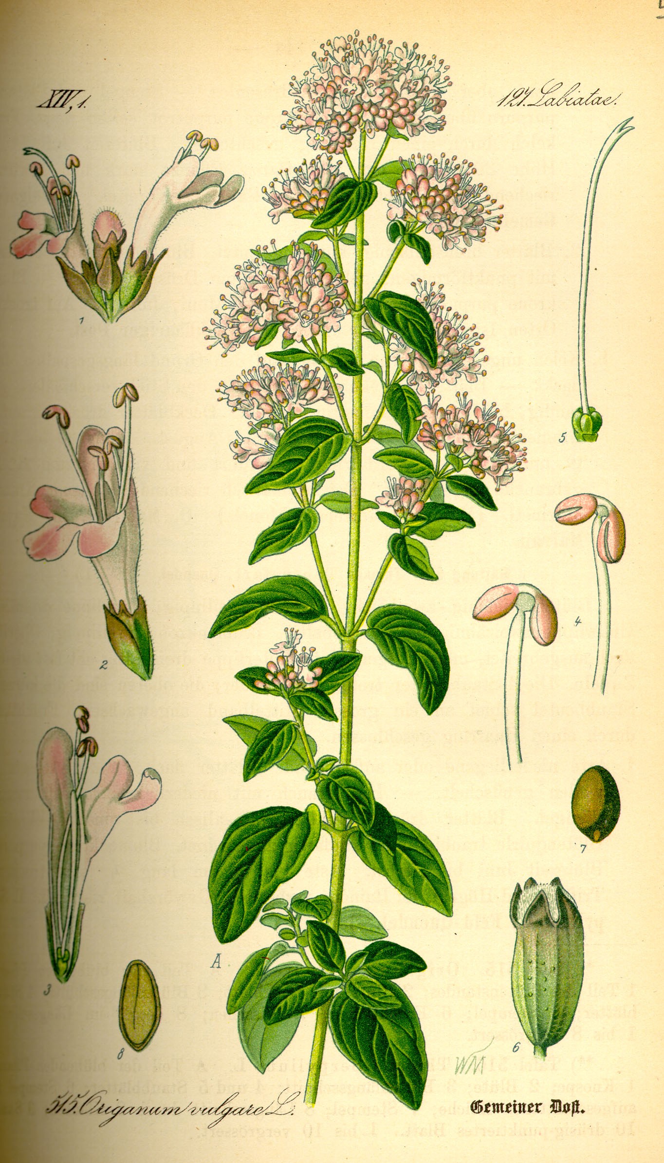 illustration_origanum_vulgare0.jpg